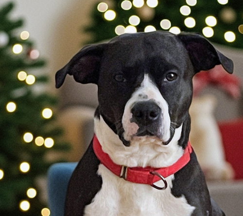 picture of the dog needing adoption