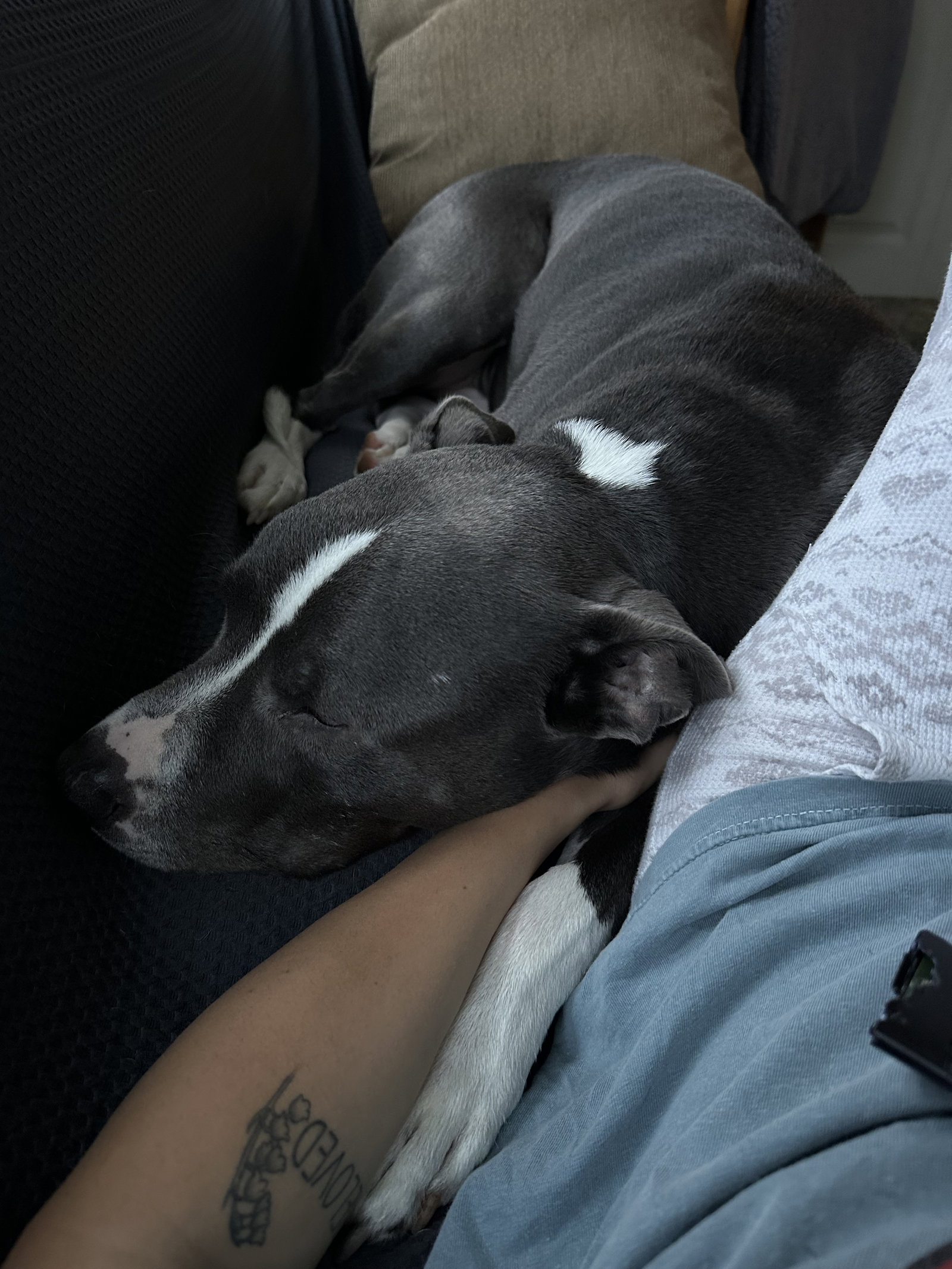 Bruno, photo 11