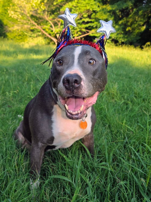 picture of the dog needing adoption