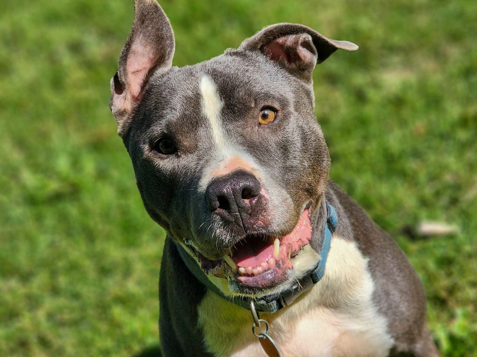 adoptable Dog in Greenville, ME named Bruno