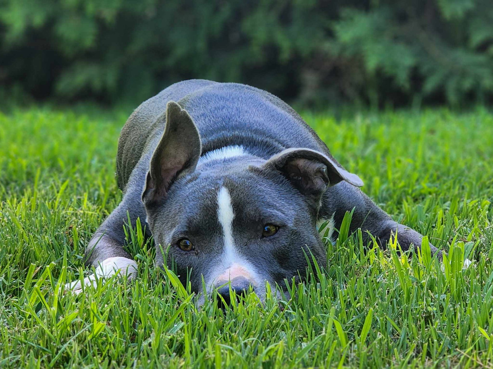 Bruno, photo 16