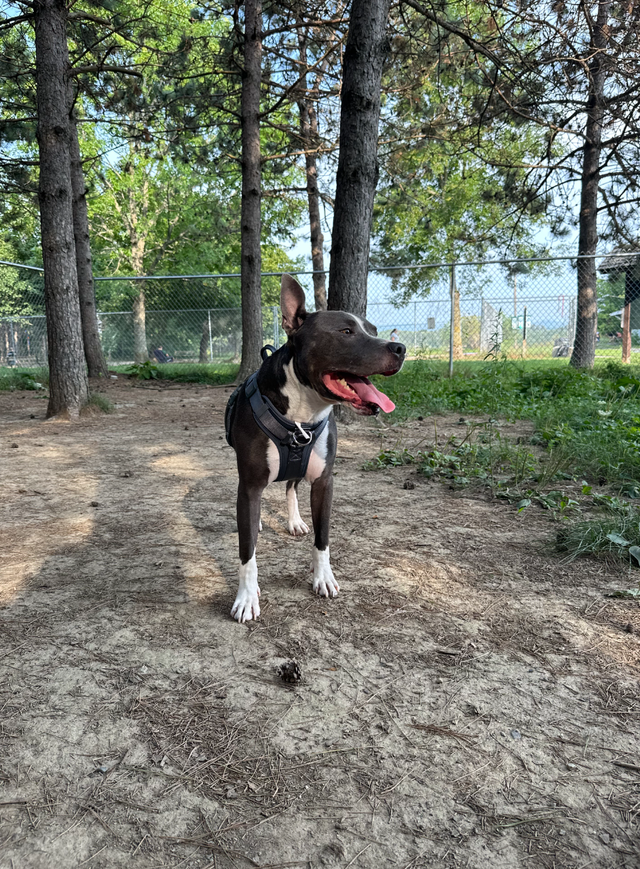Bruno, photo 17
