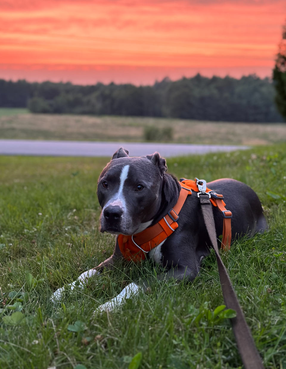 Bruno, photo 15