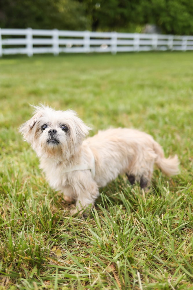 Dog for Adoption ChiChi, a Shih Tzu in Aroostook County, ME Alpha Paw