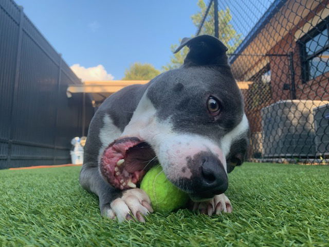 adoptable Dog in Greenville, ME named Ronnie