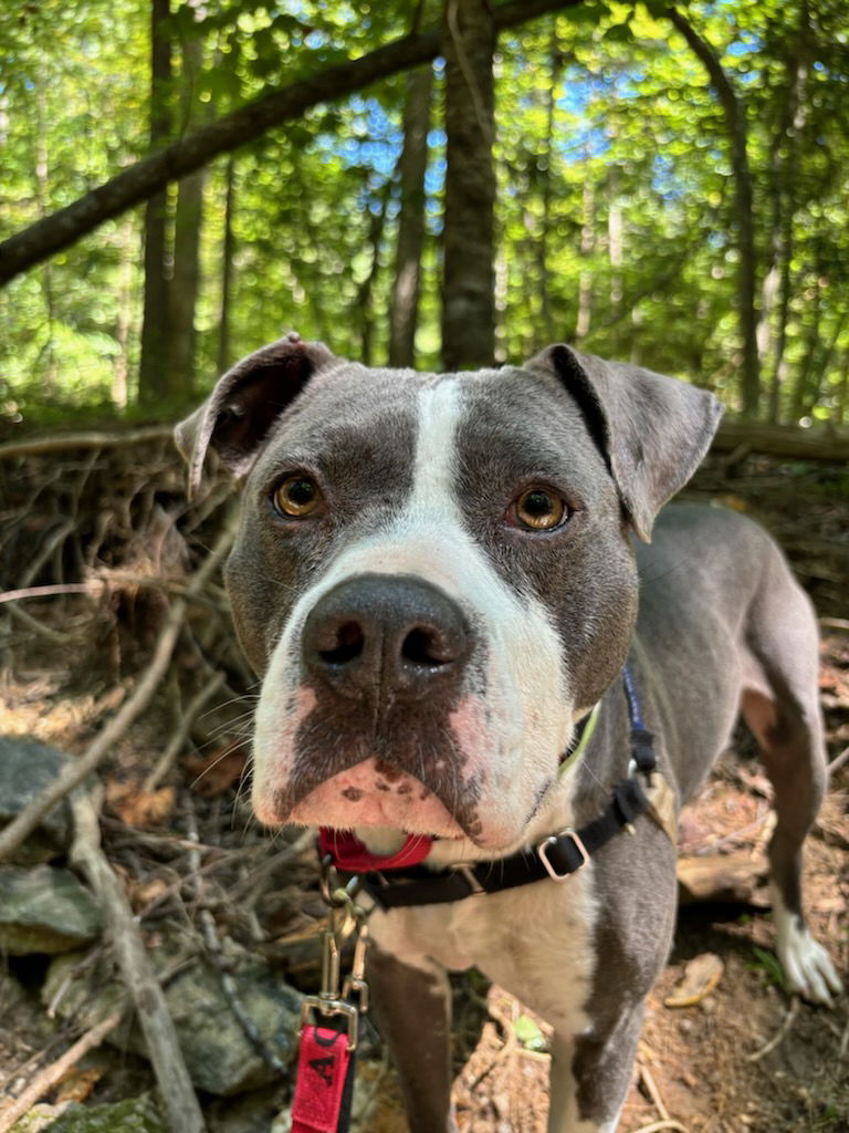 adoptable Dog in Greenville, ME named Ronnie