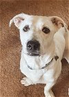 adoptable Dog in graham, NC named Elfy