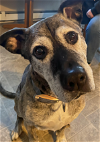 adoptable Dog in salem, OR named Rocky - Courtesy Listing