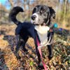 adoptable Dog in  named Chase - Courtesy Listing