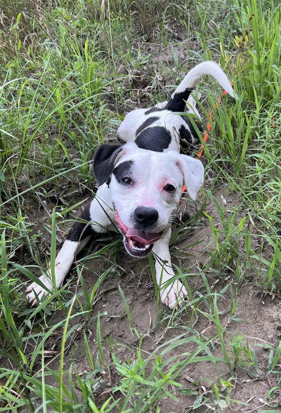 adoptable Dog in Greenville, ME named Lillian