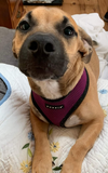 adoptable Dog in Greenville, IL named Charley