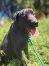 adoptable Dog in  named Maverick