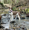 adoptable Dog in Greenville, IL named Birdie