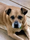 adoptable Dog in greenville, IL named Elle