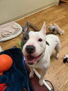 adoptable Dog in greenville, IL named Pinky