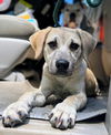 adoptable Dog in greenville, IL named Shine
