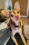 adoptable Dog in greenville, IL named Faline