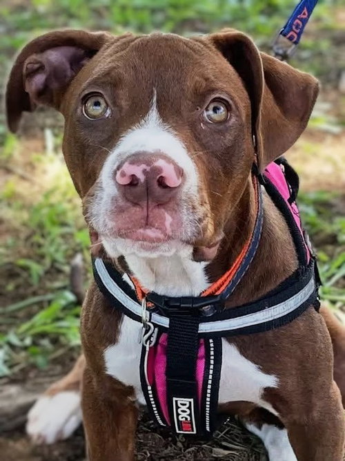 picture of the dog needing adoption