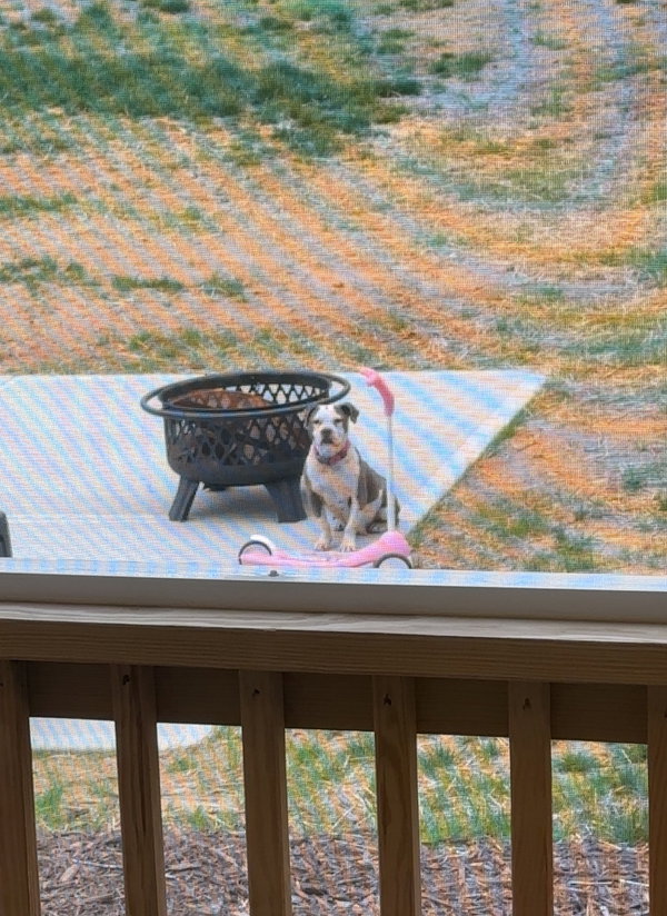 Bella