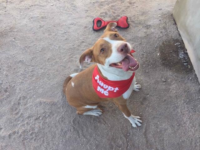 adoptable Dog in Chula Vista, CA named Timmy