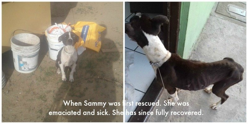 adoptable Dog in Chula Vista, CA named Sammy