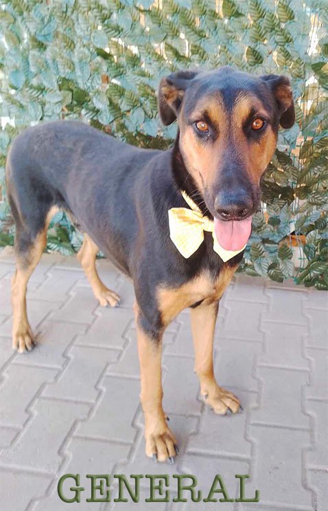 adoptable Dog in Chula Vista, CA named General