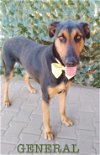 adoptable Dog in vista, CA named General