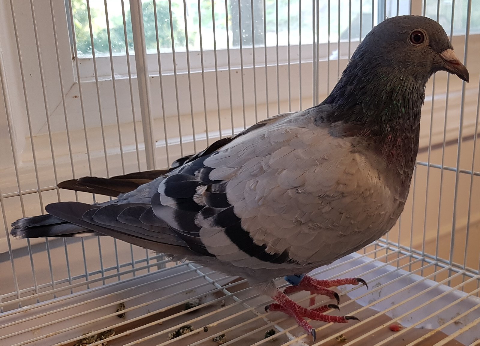 adoptable Bird in Grandview, MO named Dale