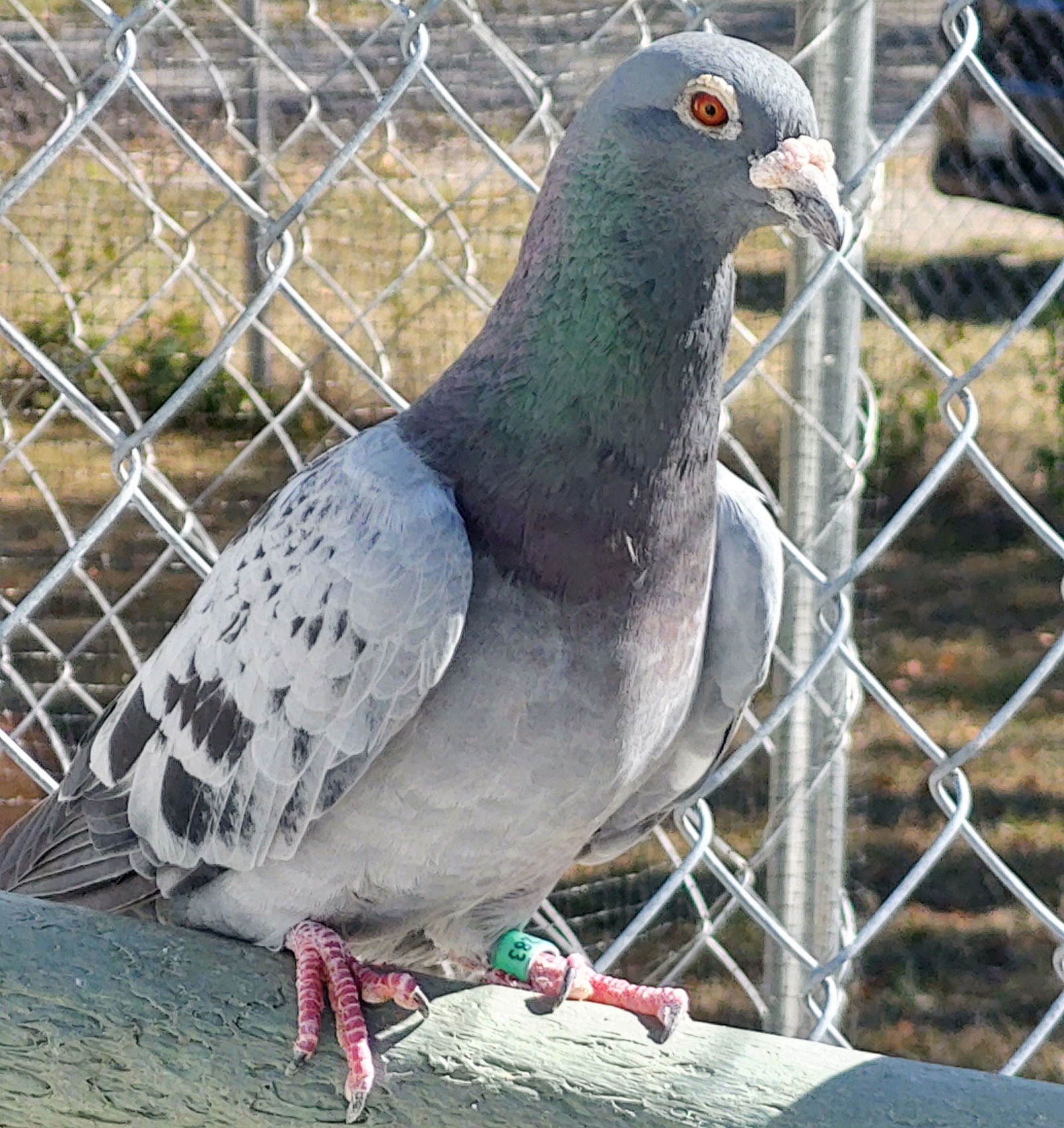 adoptable Bird in Grandview, MO named Cruiser