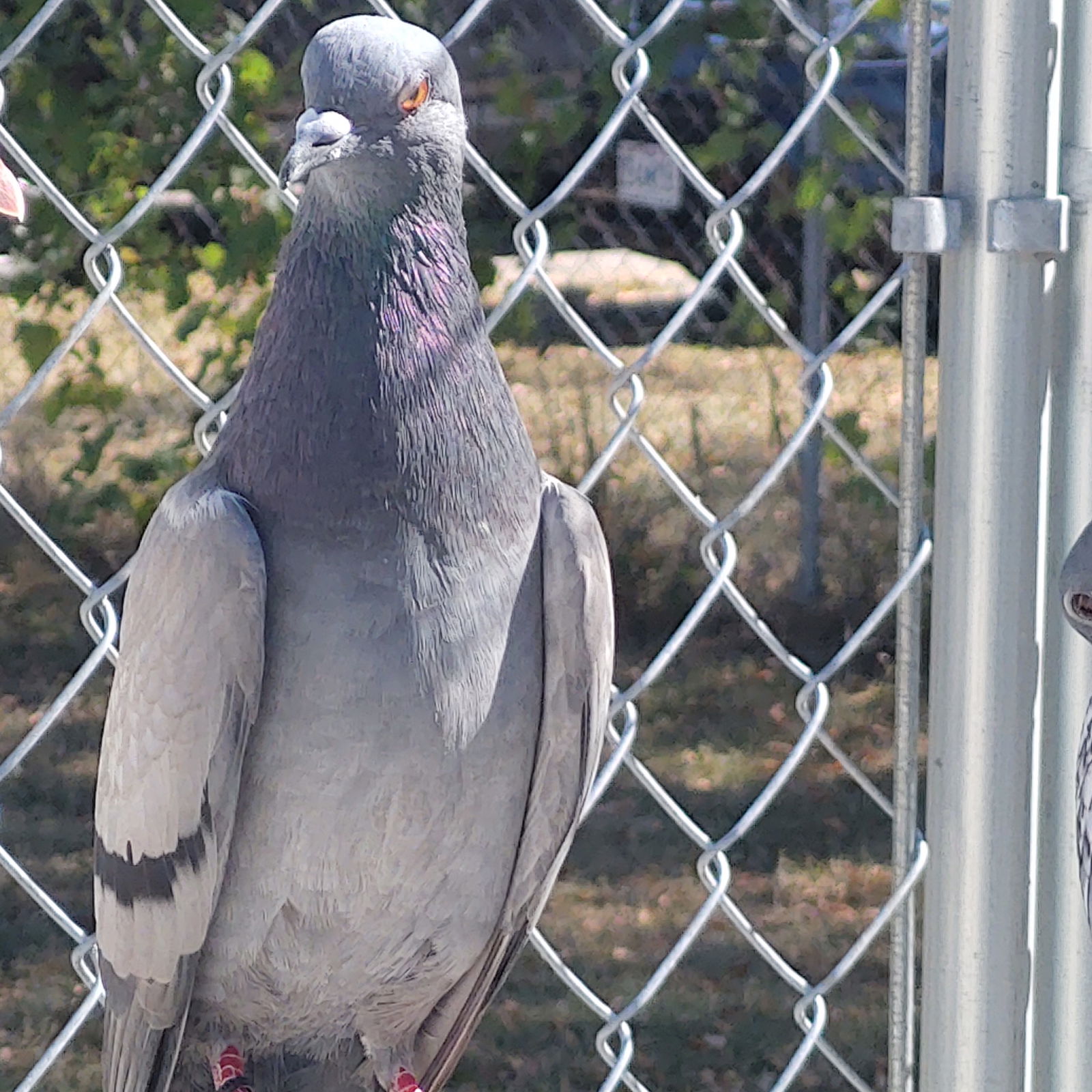 adoptable Bird in Grandview, MO named Duffey