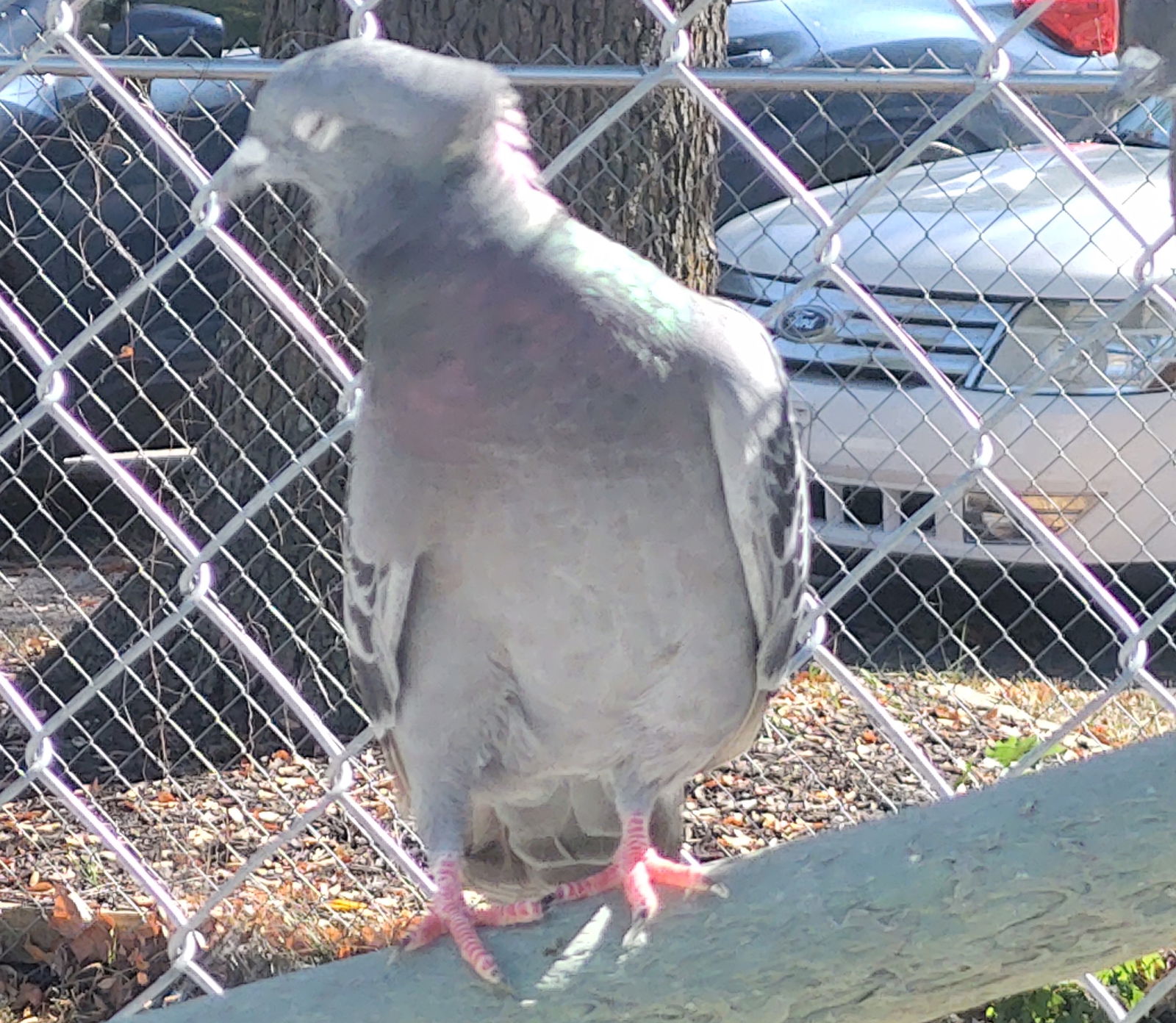 adoptable Bird in Grandview, MO named Purty