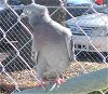 adoptable Bird in grandview, MO named Purty