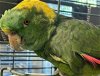 adoptable Bird in  named Greedo