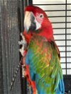 adoptable Bird in grandview, MO named Freddie