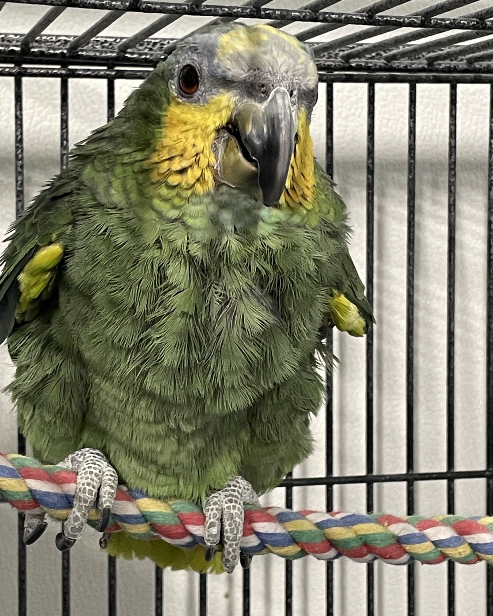 adoptable Bird in Grandview, MO named Baba