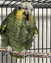 adoptable Bird in  named Baba