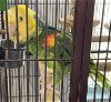 adoptable Bird in grandview, MO named Patrick