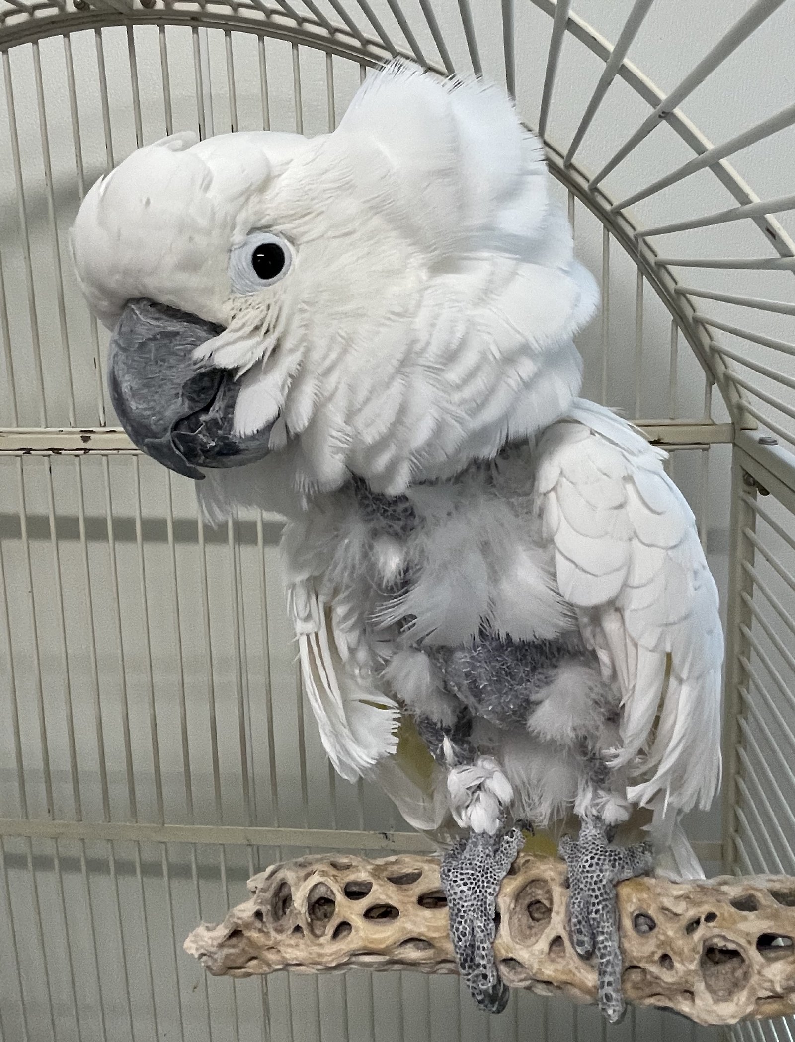 adoptable Bird in Grandview, MO named Peluche