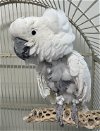 adoptable Bird in grandview, MO named Peluche