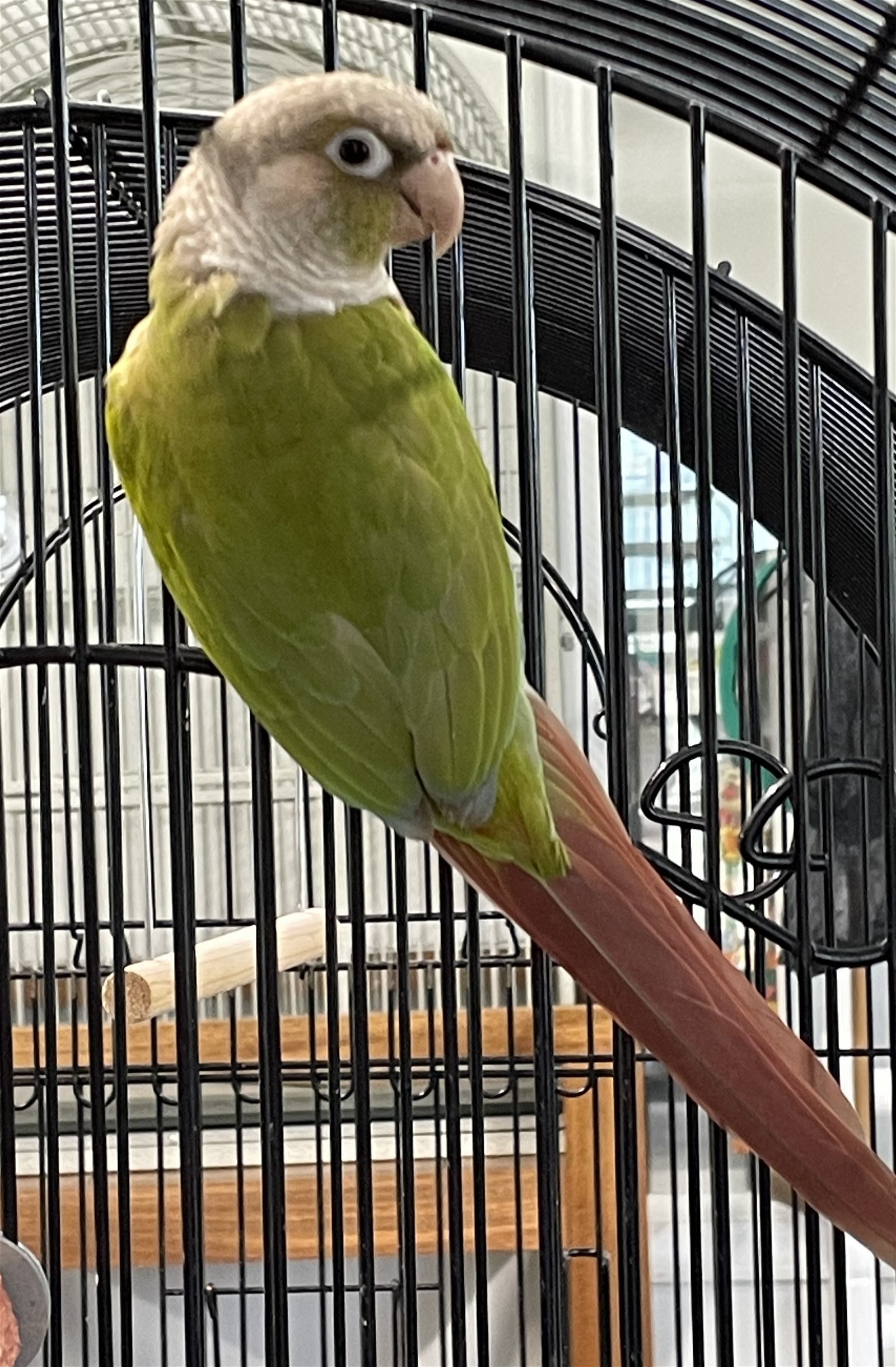adoptable Bird in Grandview, MO named Sammy