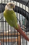 adoptable Bird in grandview, MO named Sammy