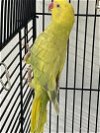 adoptable Bird in grandview, MO named Whitney