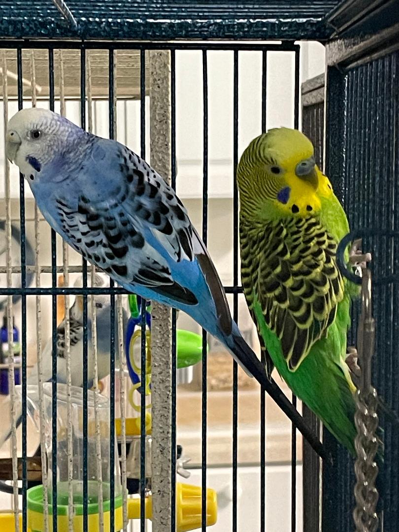 adoptable Bird in Grandview, MO named Captain