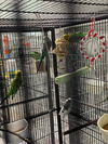 adoptable Bird in Grandview, MO named Ben