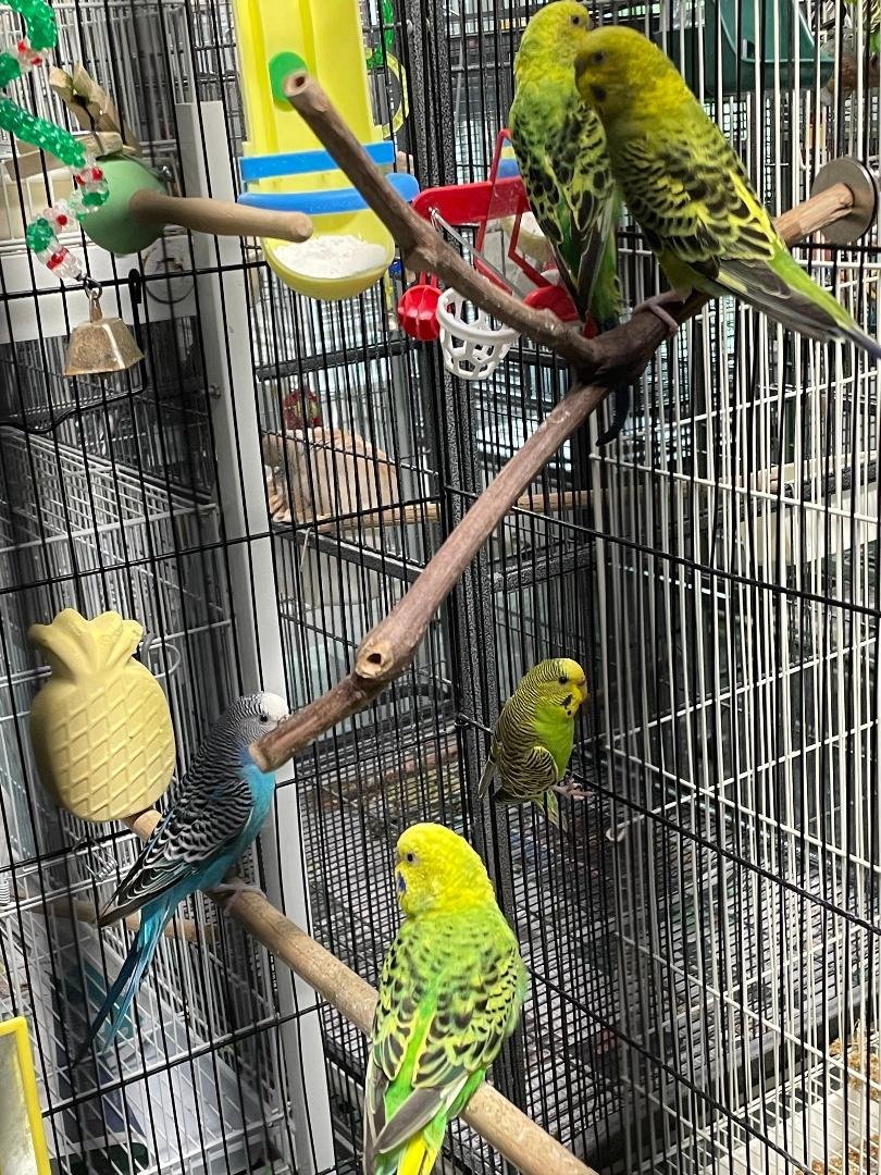 adoptable Bird in Grandview, MO named Cindy