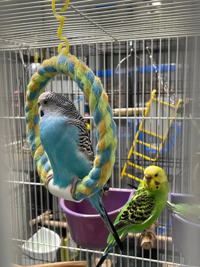 adoptable Bird in Grandview, MO named Phillip