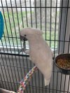 adoptable Bird in  named Frankie
