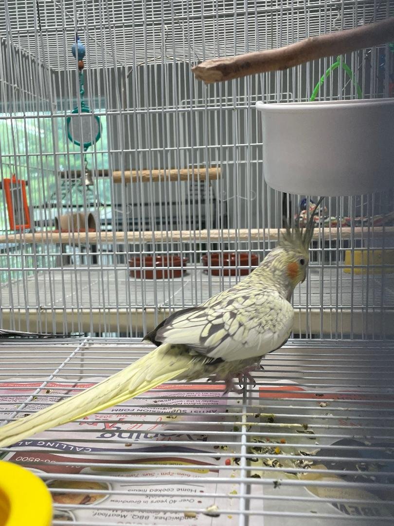 adoptable Bird in Grandview, MO named Astra