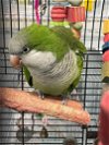 adoptable Bird in grandview, MO named Simone