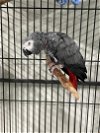adoptable Bird in grandview, MO named Teka